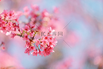 筒仓插画图片素材浪漫樱花春天立春春分花公园赏花摄影图配图