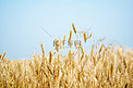 植物白天小麦麦田生长摄影图配图