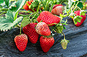 水果草莓白天奶油草莓田间水果摄影图配图
