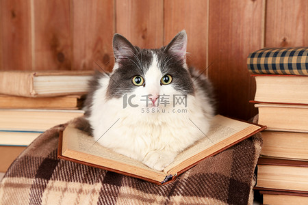 宠物贴纸摄影照片_可爱的猫咪躺在格子上的书 