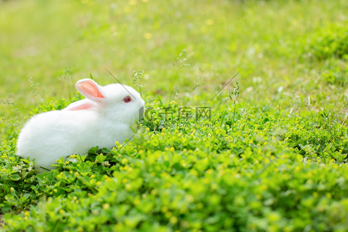 动物夏季兔子草地发呆摄影图配图高清摄影大图-千库网