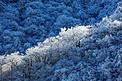 冬日旅游午后树木山区摇动摄影图配图