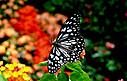 昆虫蝴蝶动物白天蝴蝶花园飞摄影图配图