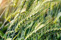 阳光下青绿色饱满的麦穗摄影图配图