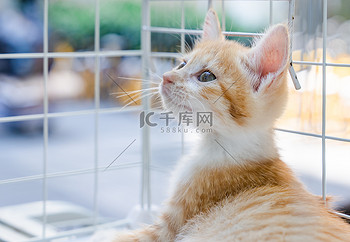 猫咪宠物萌宠可爱橘猫摄影图配图