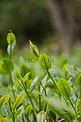白天户外春天的茶叶在茶园里生长摄影图配图