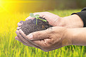 公益环保低碳白天树苗户外绿色植物摄影图配图