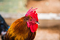 禽类动物家禽公鸡原鸡摄影图配图