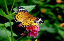 昆虫蝴蝶采花动物白天蝴蝶花园飞摄影图配图