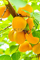 夏季白天杏树户外食品摄影图配图