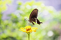 长沙百果园早晨蝴蝶植物昆虫摄影图配图