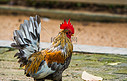 矮脚鸡公鸡禽类自然动物摄影图配图