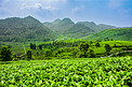 白天户外山上的茶园茶叶茂盛生长摄影图配图
