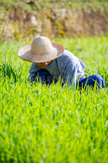 世界粮食日图片素材春天春播白天人物山区坐摄影图配图