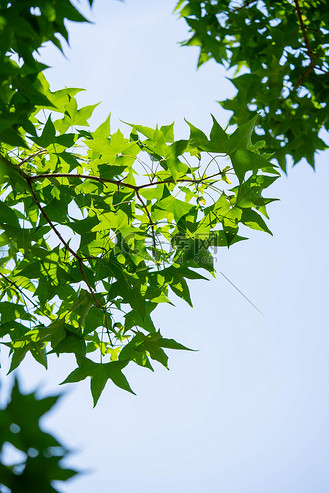 蓝天树荫图片_蓝天树荫素材-蓝天树荫图片大全-千库网