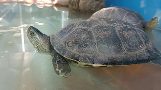中华花龟龟类动物