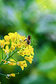 一只蜜蜂在春天的油菜花上采蜜摄影图配图