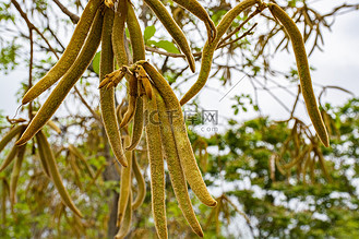 黄钟木果中午黄钟木公园观赏摄影图配图