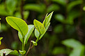 白天户外茶园茶叶在春天生长摄影图配图