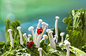 蘑菇菌菇春天生菜美食健康生活摄影图配图