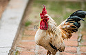 禽类动物矮脚鸡自然生态摄影图配图