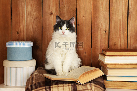 宠物贴纸摄影照片_可爱的猫咪坐在格子上的书 
