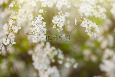 公园春天白色花阳光盛开摄影图配图