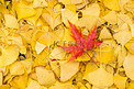秋季落叶银杏叶枫叶摄影图