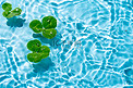 水面上漂浮的绿叶白天水面室外漂浮摄影图配图
