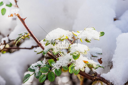 地球绿叶摄影照片立冬冬至雪压树枝户外雪景摄影图配图