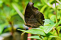 户外白天一只黑蝴蝶落在树叶上游玩摄影图配图