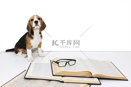 可爱的猎犬小狗与书和眼镜.
