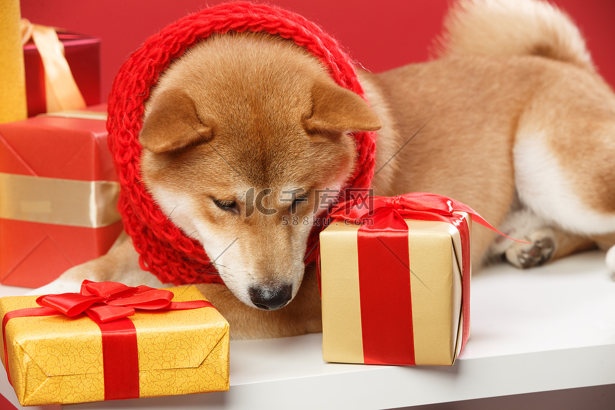 可爱的柴犬高清摄影大图-千库网