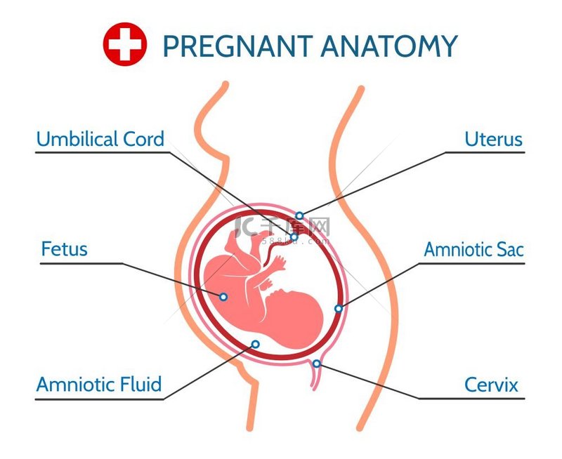 妊娠解剖医学插图妊娠解剖医学矢量图孕妇分娩前胎儿在子宫内侧影