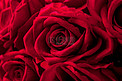 情人节白天玫瑰花花堆摆放摄影图配图