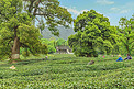 杭州西湖龙井茶园下午茶园采茶观看摄影图配图