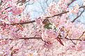 春日樱花与枝头栖息的小鹦鹉摄影图配图