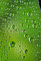雨水白天水珠室外绿色摄影图配图