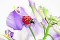 春季白天七星瓢虫花朵户外爬行摄影图配图