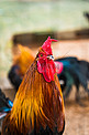 禽类家禽动物原鸡公鸡摄影图配图