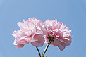 蓝天简洁清新粉色樱花摄影图配图
