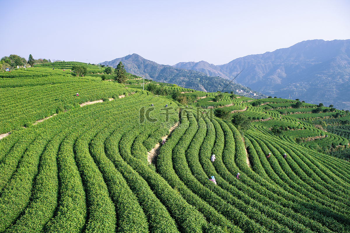 大茶场 