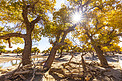 额济纳自然景观中午胡杨林沙漠摄影图配图