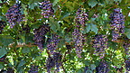 葡萄种植园上午葡萄室外素材摄影图配图