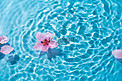 桃花花朵水面白天水面上的花朵户外漂浮摄影图配图