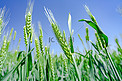 夏天田园风光阳光下麦田户外舞动的麦穗摄影图配图