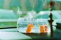 文艺图片白天三条金鱼放水的袋子里游动摄影图配图