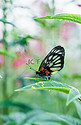蝴蝶昆虫动物绿植春季摄影图配图
