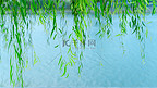 水面上的柳枝夏天柳叶河边垂柳摄影图配图