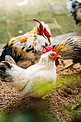 禽类动物自然矮脚鸡公鸡摄影图配图